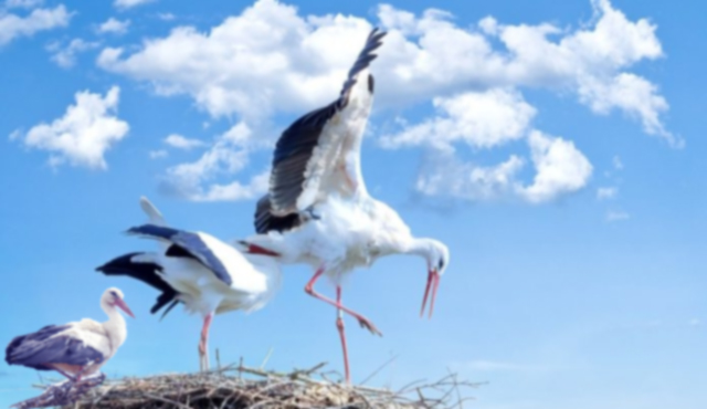Biodiversità – il 14 ottobre è la giornata mondiale degli uccelli migratori