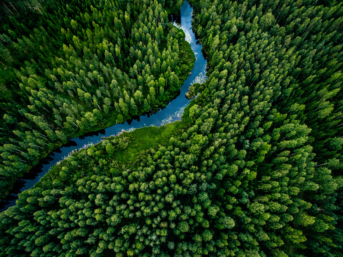 Giornata internazionale foreste: Pichetto, ruolo cruciale per clima e sviluppo sostenibile